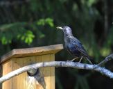 Szpak (Sturnus vulgaris )