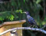 Szpak (Sturnus vulgaris )