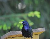 Szpak (Sturnus vulgaris )