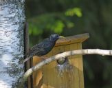 Szpak (Sturnus vulgaris )