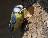 Sikora Modra  ( Parus caeruleus )