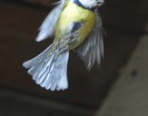 Sikora Modra  ( Parus caeruleus )