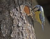 Sikora Modra  ( Parus caeruleus )