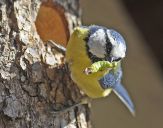 Sikora Modra  ( Parus caeruleus )