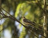 Muchołówka żałobna(Ficedula hypoleuca)