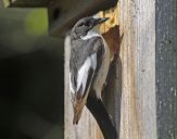 Muchołówka żałobna(Ficedula hypoleuca)