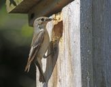 Muchołówka żałobna(Ficedula hypoleuca)