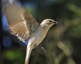 Muchołówka żałobna(Ficedula hypoleuca)