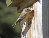 Muchołówka żałobna(Ficedula hypoleuca)