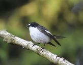 Muchołówka żałobna(Ficedula hypoleuca)