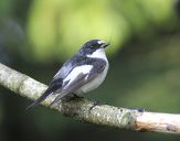 Muchołówka żałobna(Ficedula hypoleuca)