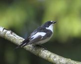 Muchołówka żałobna(Ficedula hypoleuca)