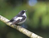 Muchołówka żałobna(Ficedula hypoleuca)