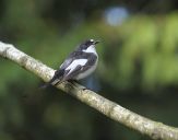 Muchołówka żałobna(Ficedula hypoleuca)