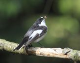 Muchołówka żałobna(Ficedula hypoleuca)