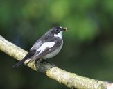 Muchołówka żałobna(Ficedula hypoleuca)