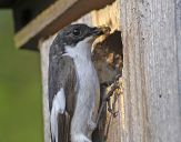 Muchołówka żałobna(Ficedula hypoleuca)