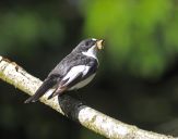 Muchołówka żałobna(Ficedula hypoleuca)