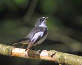 Muchołówka żałobna(Ficedula hypoleuca)