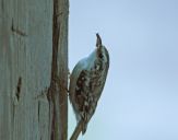 Pełzacz leśny ( Certhia familiaris )