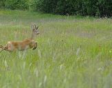 sarna (Capreolus capreolus)