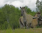 Konik Polski (tarpan )