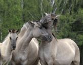 Konik Polski (tarpan )