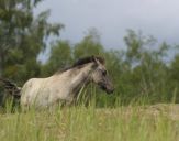 Konik Polski (tarpan )