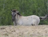 Konik Polski (tarpan )