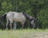 Konik Polski (tarpan )