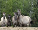 Konik Polski (tarpan )