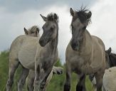 Konik Polski (tarpan )