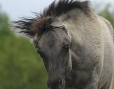 Konik Polski (tarpan )