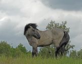 Konik Polski (tarpan )