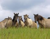 Konik Polski (tarpan )