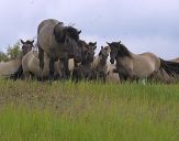 Konik Polski (tarpan )