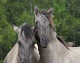 Konik Polski (tarpan )