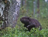 Bóbr (Castor fiber) - Beaver