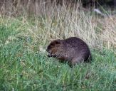 Bóbr (Castor fiber) - Beaver