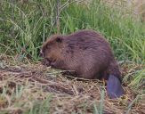 Bóbr (Castor fiber) - Beaver