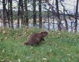 Bóbr (Castor fiber) - Beaver