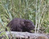 Bóbr (Castor fiber) - Beaver 