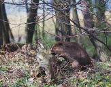 Bóbr (Castor fiber) - Beaver