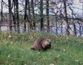 Bóbr (Castor fiber) - Beaver