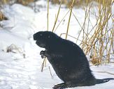 Bóbr (Castor fiber) - Beaver