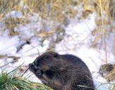 Bóbr (Castor fiber) - Beaver