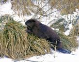 Bóbr (Castor fiber) - Beaver