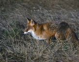 Lis (Vulpes vulpes)