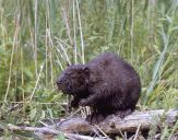 Bóbr (Castor fiber) - Beaver