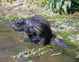 Bóbr (Castor fiber) - Beaver